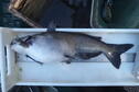 Channel Catfish