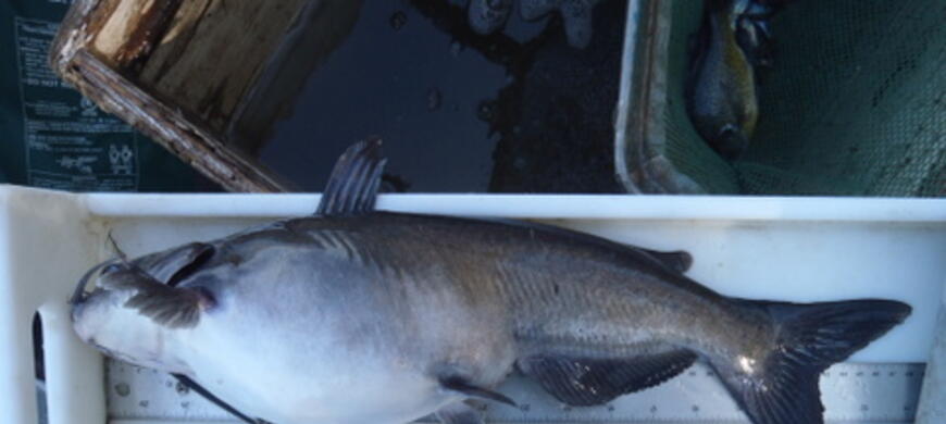 Channel Catfish