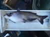 C:\Users\kirk.tjelmeland\Desktop\Fishing Report Photos\LVSL\LVSL fat cat 10-14.JPG