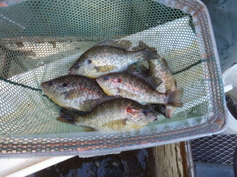 C:\Users\kirk.tjelmeland\Desktop\Fishing Report Photos\LVSL\LVSL redear 10-14.JPG