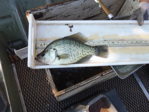 C:\Users\kirk.tjelmeland\Desktop\Fishing Report Photos\LVSL\LVSL WC 10-14.JPG