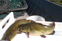 Bullheads 10-14