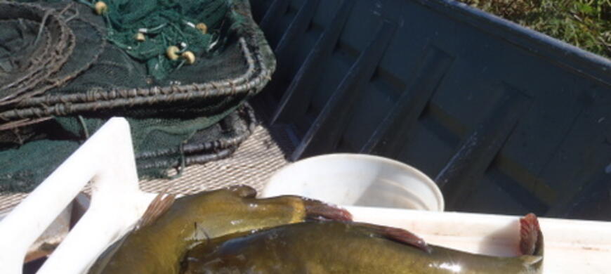 Bullheads 10-14