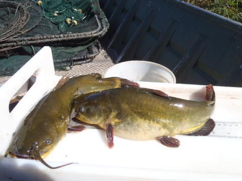 C:\Users\kirk.tjelmeland\Desktop\Fishing Report Photos\NEBO\NEBO Bullheads 2 10-14.JPG