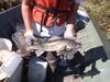 C:\Users\kirk.tjelmeland\Desktop\Fishing Report Photos\NEBO\NEBO Saugeye 10-14.JPG