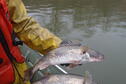 Male and female sauger 3-15