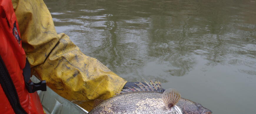 Male and female sauger 3-15