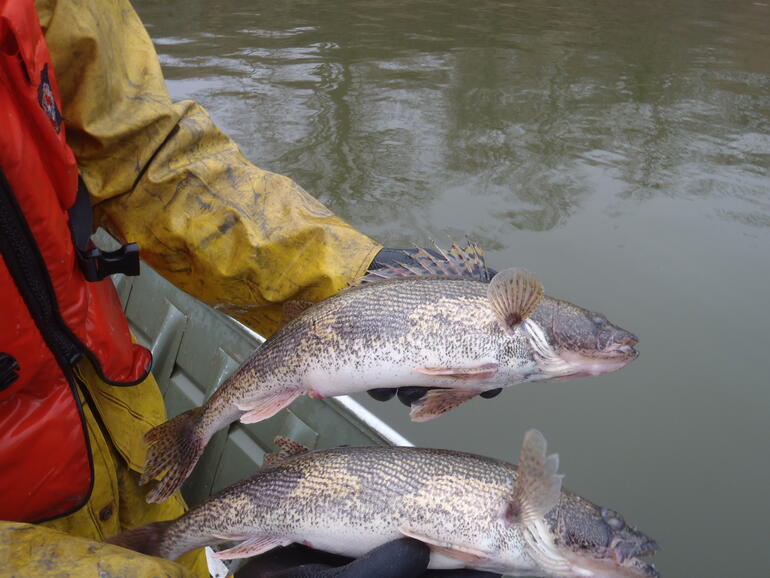 C:\Users\kirk.tjelmeland\Desktop\Ryan sauger female and male 3-15.JPG
