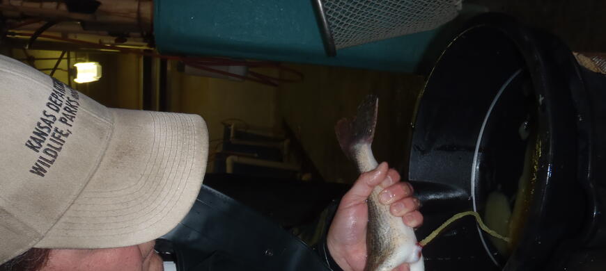 Tim spawning Sauger 4-15