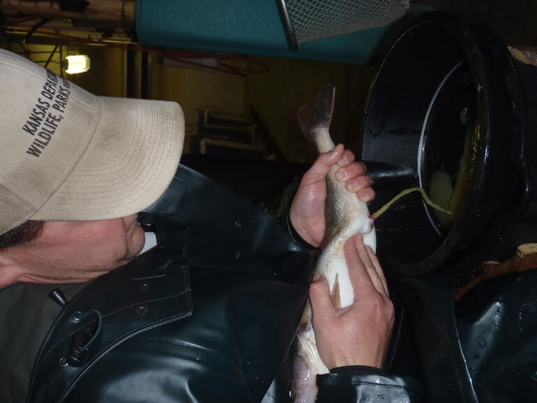 C:\Users\kirk.tjelmeland\Desktop\Tim spawning sauger 4-15.JPG