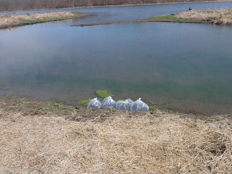 C:\Users\kirk.tjelmeland\Desktop\Pony Creek walleye 4-15.JPG