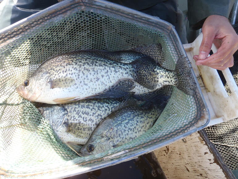 C:\Users\kirk.tjelmeland\Desktop\Pony Creek BC 10-14.JPG