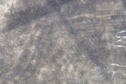 Walleye fry