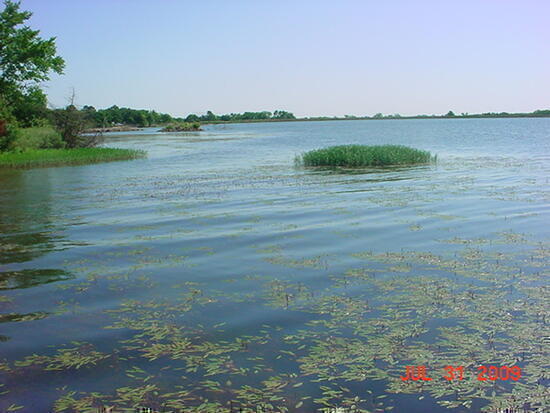 LYSL water willow