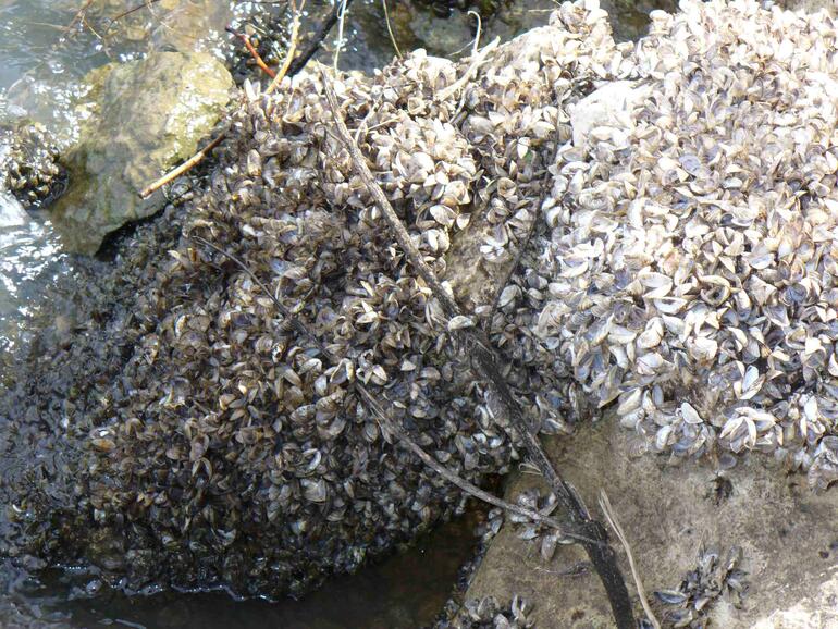 El Dorado Reservoir Zebra Mussel Infestation #1