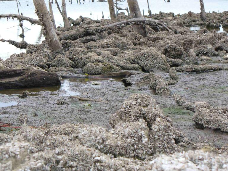 El Dorado Reservoir Zebra Mussel Infestation #3