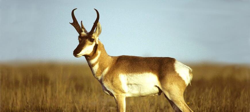 Antelope