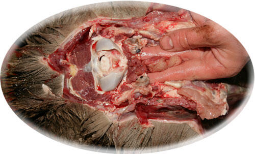 Retropharyngeal Lymph Nodes Used for Testing Deer for CWD