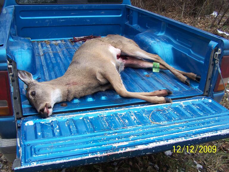 Full Picture of Deer Full Picture of Deer