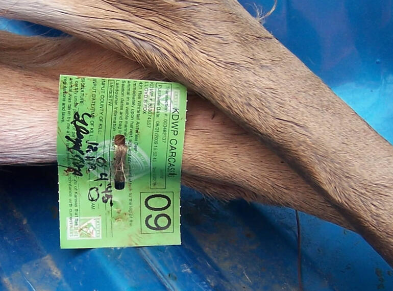 Photo of Deer Tag on Leg