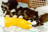 Baby Raccoons