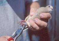 Dove Banding Pic 2