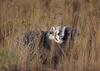 Badger