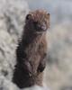 Mink (Mustela vison)