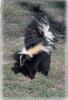 Striped Skunk