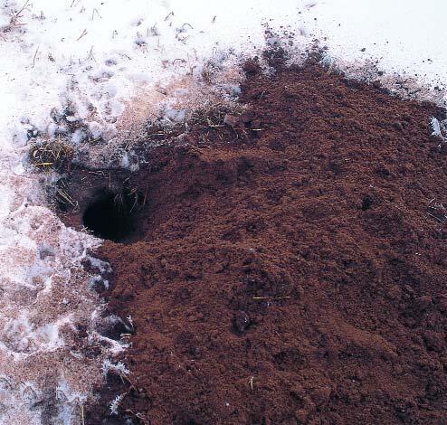 Badger Den Badger Den