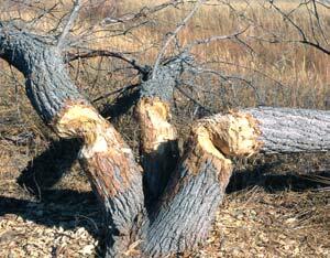 Beaver Leftovers Beaver Leftovers