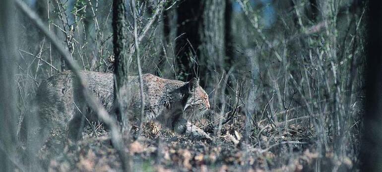 Bobcat Bobcat
