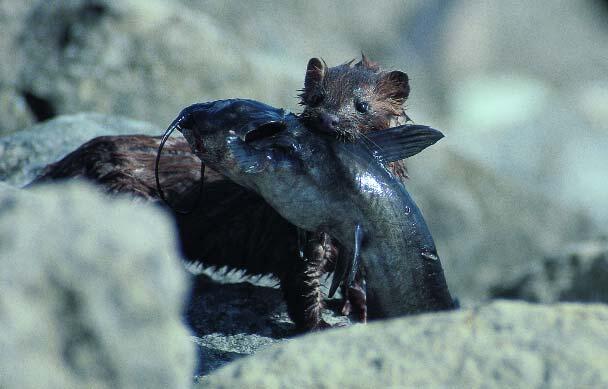 Mink with Dinner