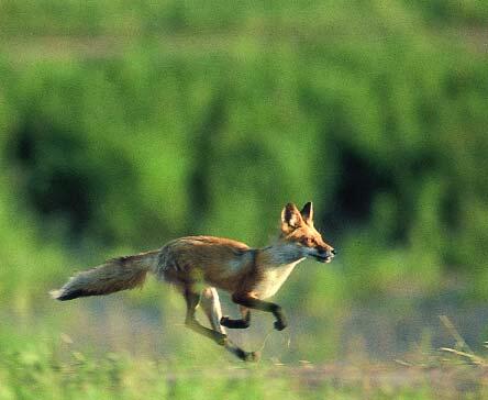 Red Fox Running