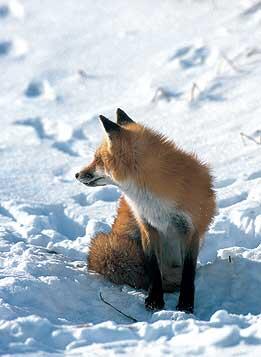 Red Fox