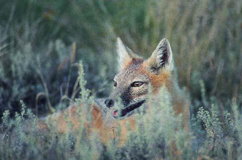 Swift Fox