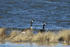 Canada goose pair