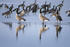 Canadas reflection