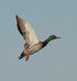 Flying mallard