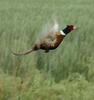 Flying Pheasant