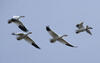 Flying snow geese