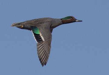 Green wing drake