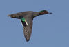 Green wing drake