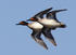 Green-winged teal