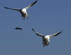 Landing snow geese