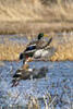 mallard pair