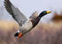 Mallard take-off