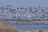 Mixed geese over marsh