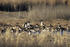 Pintails in marsh