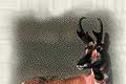 Pronghorn Antelope